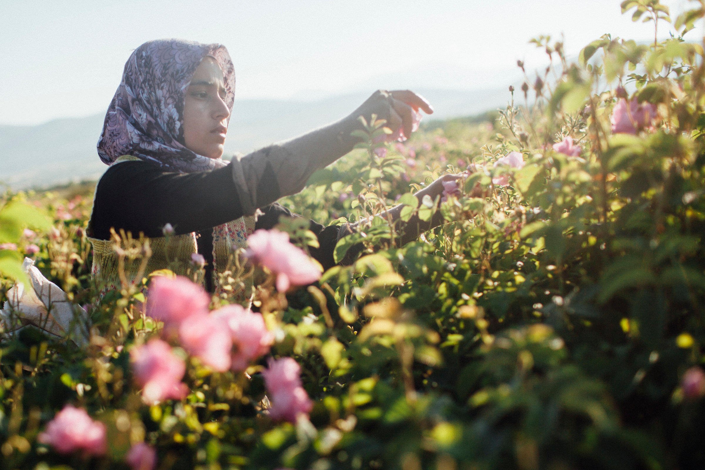 Person wearing a headscarf in a field of roses harvesting roses.