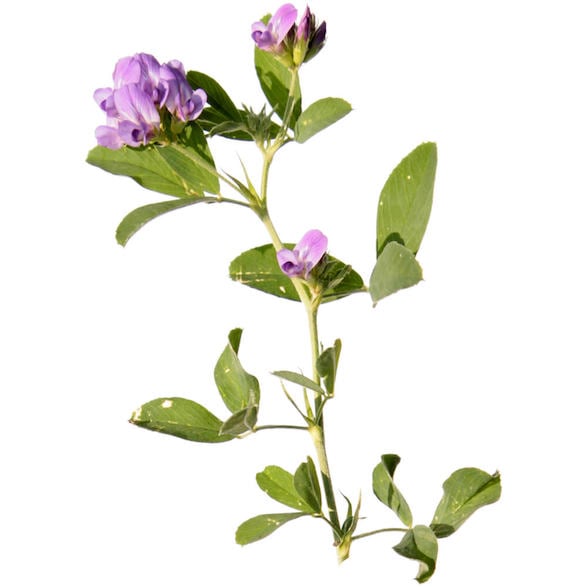 Water (and) Medicago Sativa Sprout Extract (Sok z Lucerny)