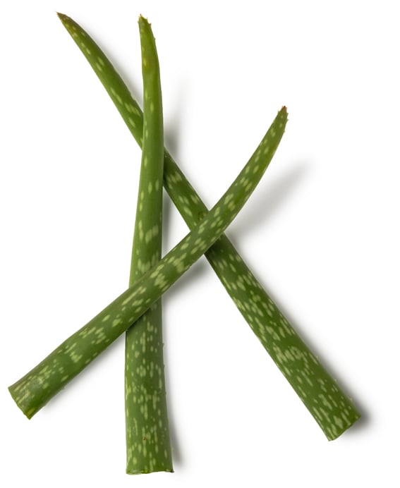 Poudre d'aloe vera issu du commerce équitable (Aloe barbadensis)