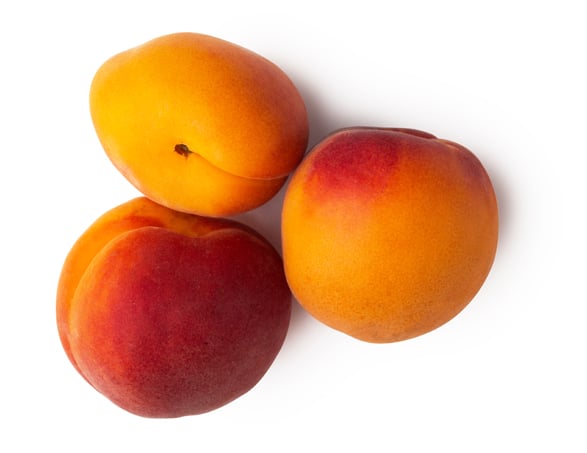 Infusion d'abricot (Prunus armeniaca)