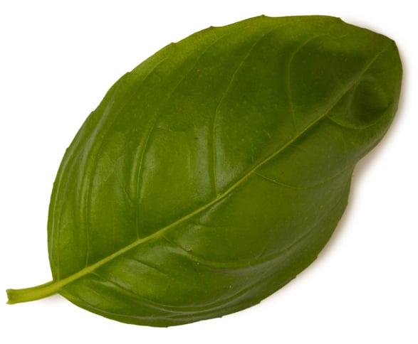 Ocimum Basilicum Herb Oil (Basilikumöl)