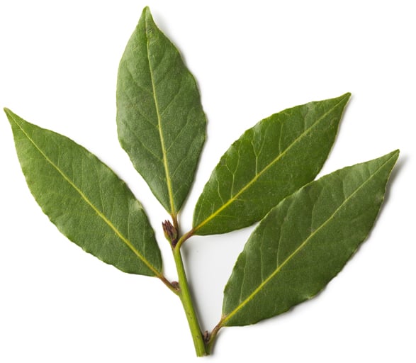 Pimenta Racemosa Leaf Oil (silice z pimentovníku)