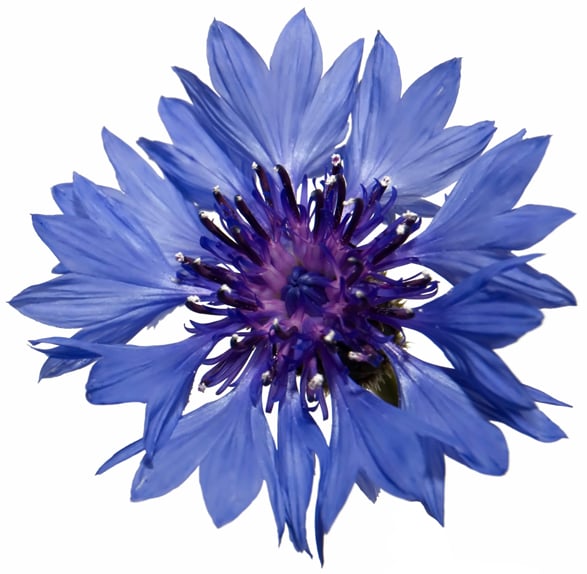 Blauwe Korenbloemblaadjes (Centaurea cyanus)