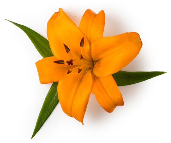 Lilium Hybrid Flower Extract (Brunello Lilienblütenblätter)