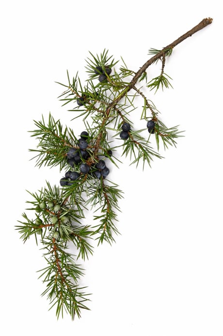 Olio Essenziale di Cade (Juniperus oxycedrus)