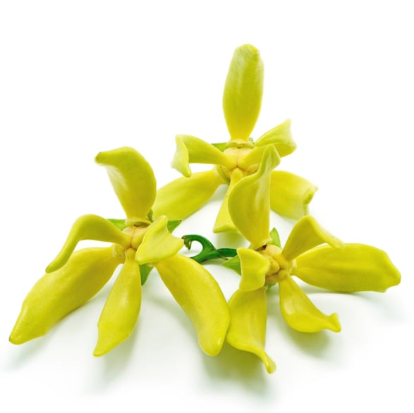 Huile essentielle d’ylang-ylang (Cananga odorata)