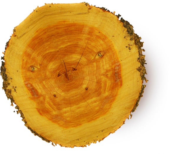 Cupressus Funebris Wood Oil (Olejek z Drzewa Cedrowego)