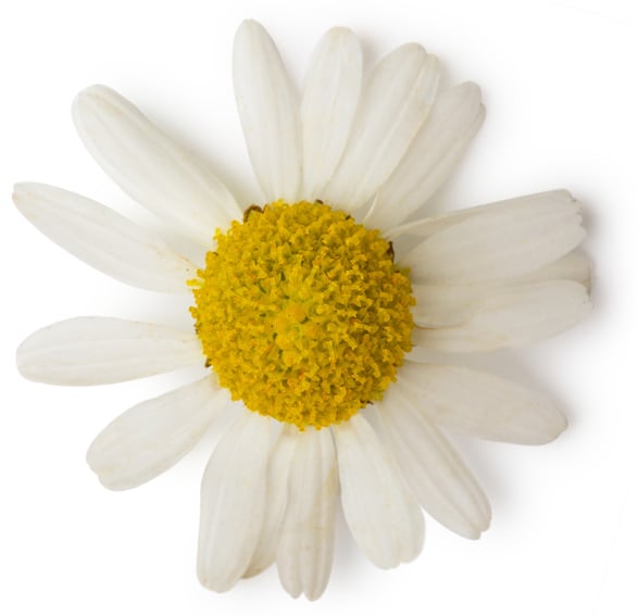 Water (and) Anthemis Nobilis Flower Extract/Matricaria Chamomilla Flower Extract (Kamillenaufguss)