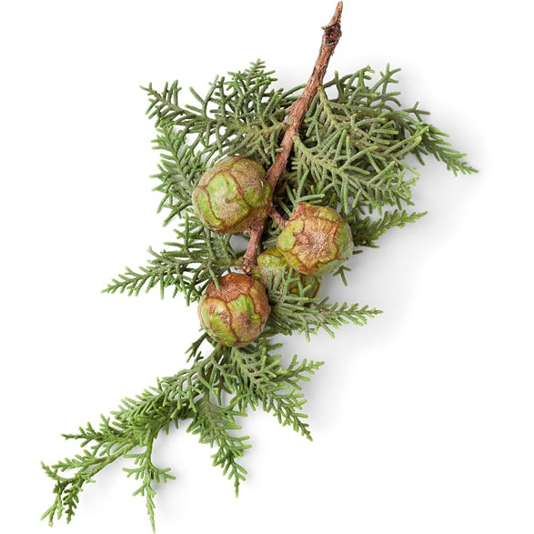 Cypress Leaf and Vanilla Pod Extract