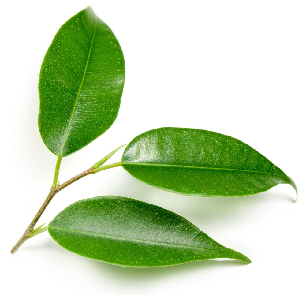 Branch_of_camellia_sinensis_three_green_leaves_5070c458.jpeg