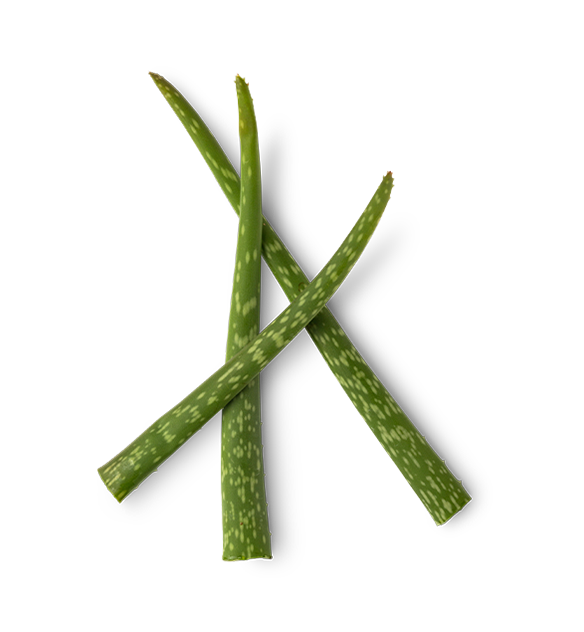 Aloe Extract