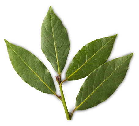 Water (and) Laurus Nobilis Leaf Extract/Nasturtium Officinale Extract (frischer Gewürzlorbeer- und Brunnenkresseaufguss)
