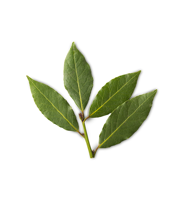 Aqua (and) Laurus Nobilis Leaf Extract, Nasturtium Officinale Extract (nálev z čerstvých listů vavřínu a čerstvé potočnice lékařské)