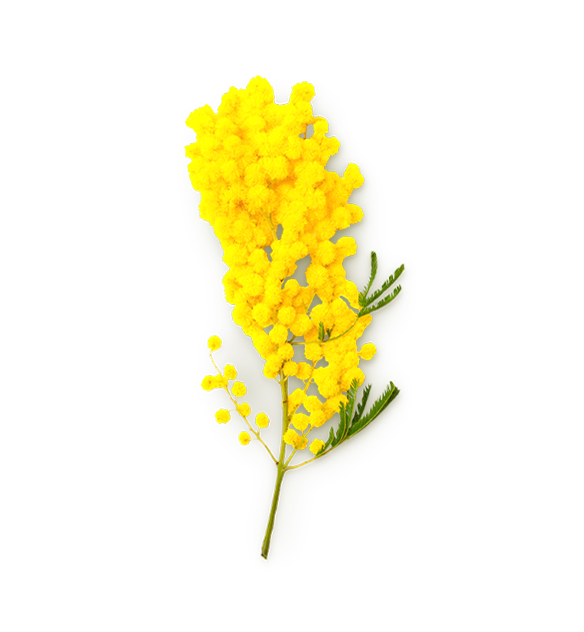 Acacia Decurrens Flower Cera (Mimosenwachs)
