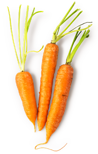 Aceite de Semilla de Zanahoria Prensada en Frío