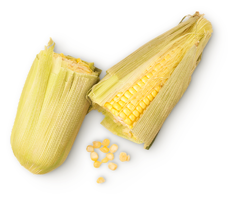 Protéine de maïs (Zea mays)