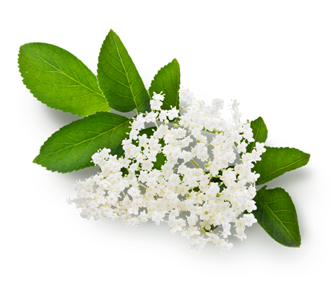 Water (and) Matricaria Chamomilla Flower Extract/Sambucus Nigra Flower Extract (Kamillen- und Holunderblütensud)