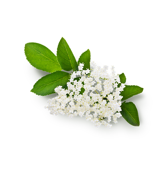 Tilia Europaea Flower Extract (extrakt z květů lípy), Sambucus Nigra Flower Extract (extrakt z bezového květu)