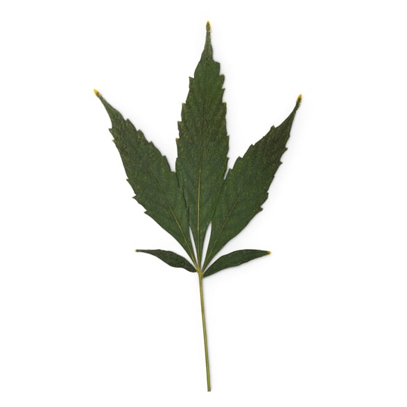 Cannabidiol dans de l'huile de graine de chanvre (Cannabis sativa)