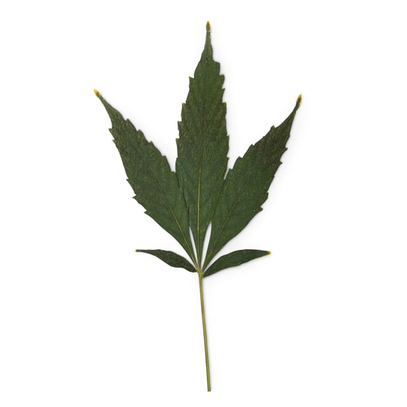 Hemp