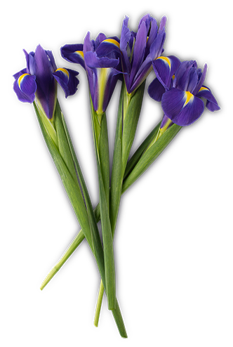 Water (and) Iris Germanica Flower (nálev z kosatce)