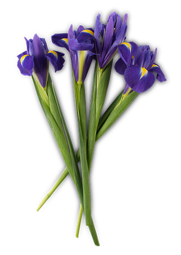 Iris Florentina Root Extract (and) Olea Europaea Fruit Oil (Iris extrahiert in Extra Vergine Olivenöl)