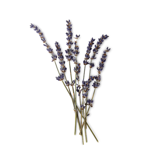 Lavandula Angustifolia Flower/Leaf/Stem (Lavendelzweig)