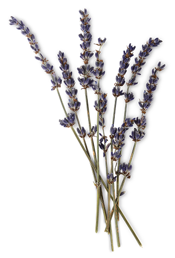 Lavender Flowers Extracted in Oat Kernel Oil