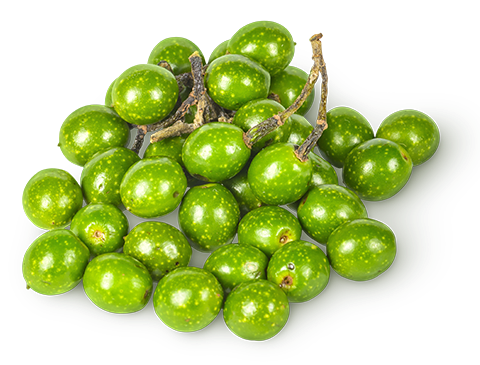 Litsea Cubeba Fruit Extract (Absolut z Werbeny Egzotycznej)