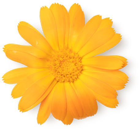 Marigold Flower Infusion