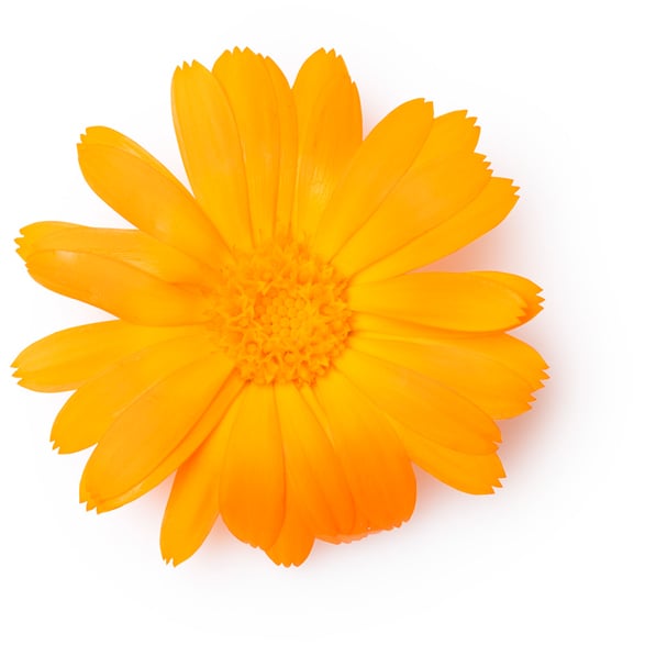 Marigold Flower Extract