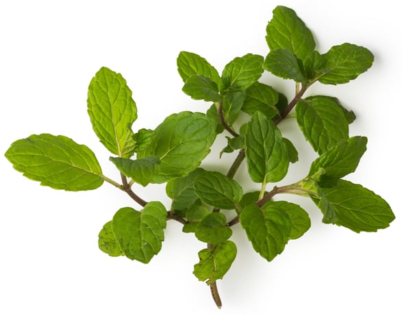 Fresh Peppermint Infusion