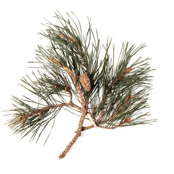 Olio essenziale di Pino Silvestre (Pinus Sylvestris)