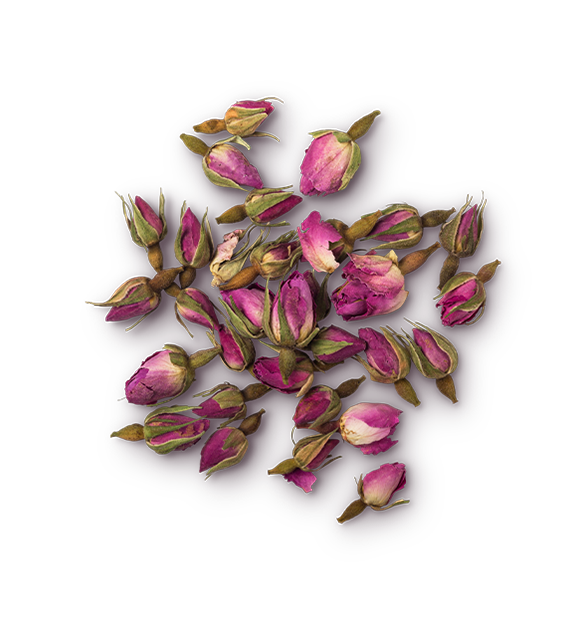 Rozenknoppen (Rosa damascena)