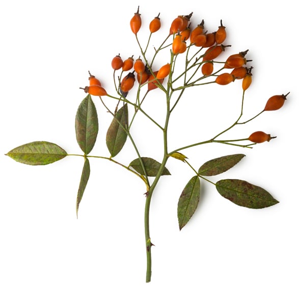 Aqua (and) Rosa Canina Extract/Lilium Tigrinum Extract (Aufguss von Hagebutten und Tigerlilien)