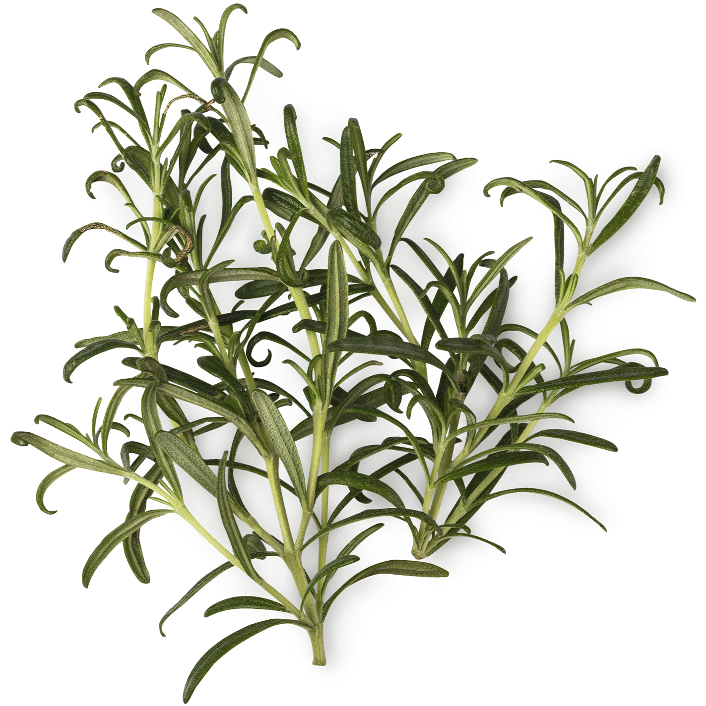 Rosmarinus Officinalis Leaf Powder (prášek z rozmarýnu)