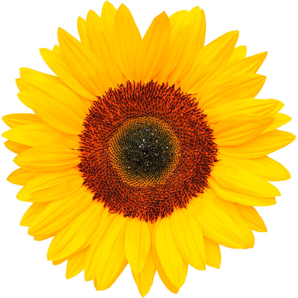 Sunflower Petals Extracted in Glycerine