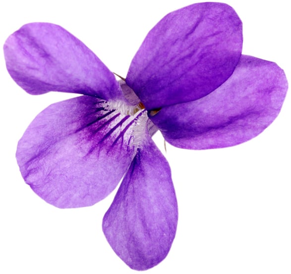 Infusion de feuille de violette odorante