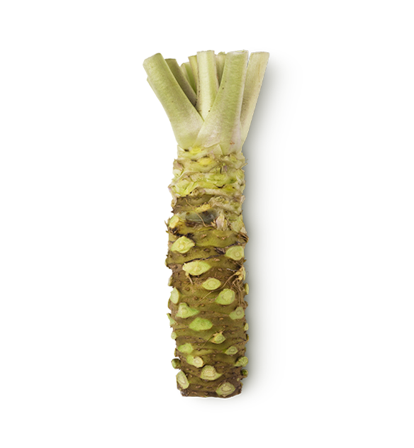 Purée de wasabi et de raifort (Eutrema japonicum; Armoracia rusticana)
