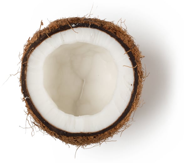 Gemalen Kokosschil (Cocos nucifera)