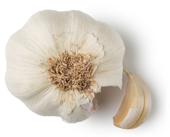 Aglio Fresco (Allium sativum)