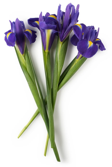 Iris Florentina Flower (frische Irisblütenblätter)