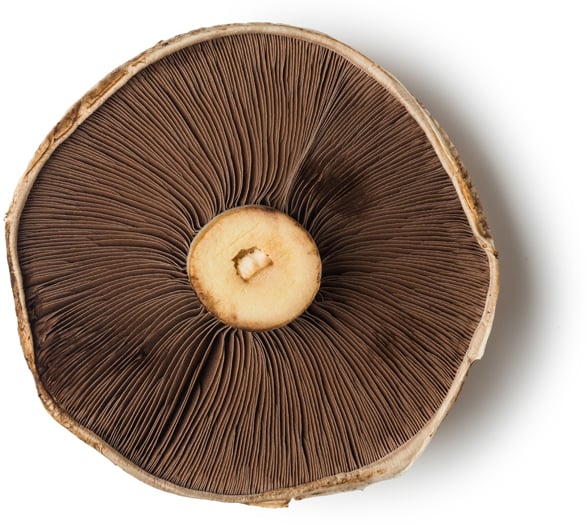 Verse Portobello-paddenstoelen (Agaricus bisporus)