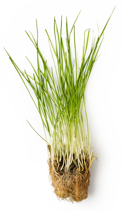 Infusion d’herbe de blé fraîche (Triticum vulgare)