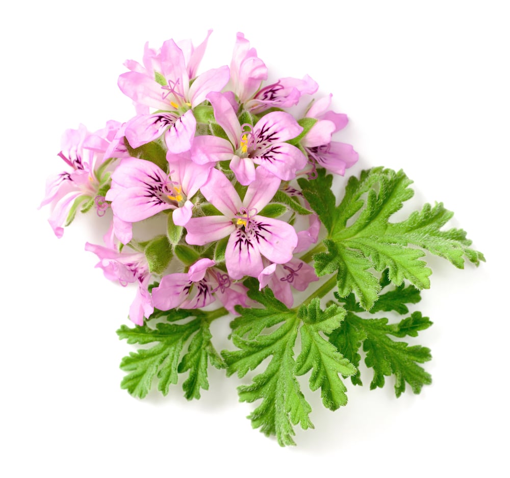 Pelargonium Graveolens Flower Oil (Geranienöl)