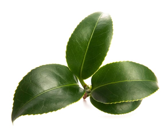 Thé vert en poudre (Camellia sinensis)