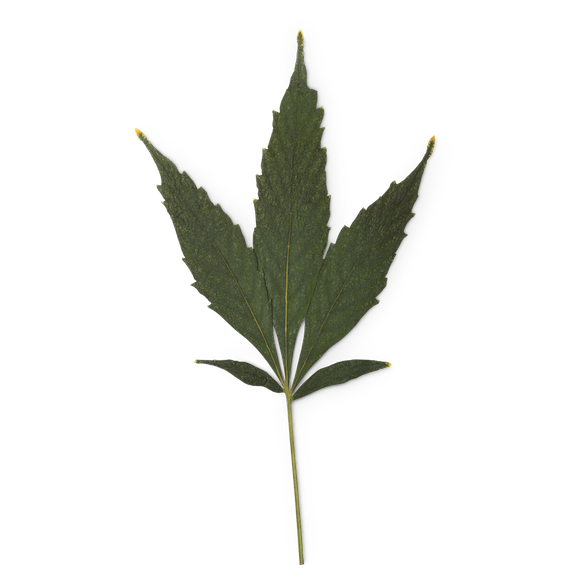 Huile de chanvre bio (Cannabis sativa)