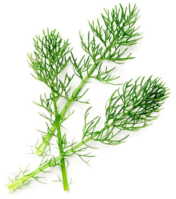 Horsetail Herb Infusion
