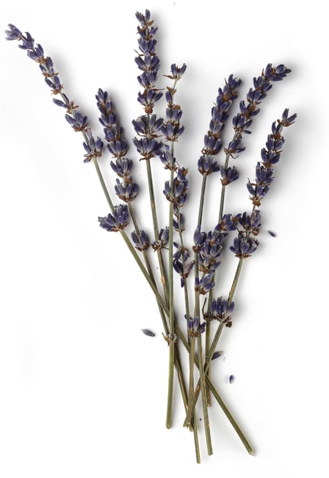 Infusion de fleurs de lavande (Lavandula angustifolia)