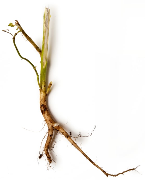 Water (and) Althaea Officinalis Root Extract (sliz z kořene proskurníku)